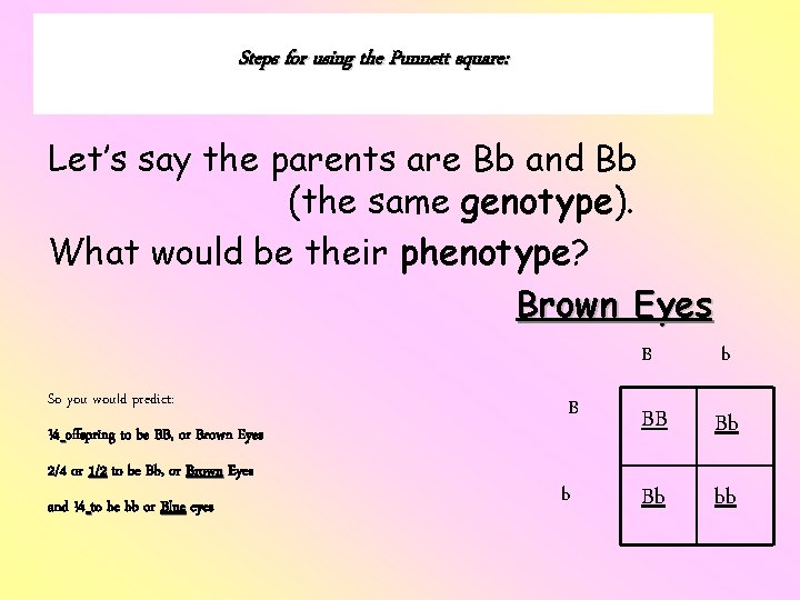 Steps for using the Punnett square: Let’s say the parents are Bb and Bb Steps for using the Punnett square: Let’s say the parents are Bb and Bb