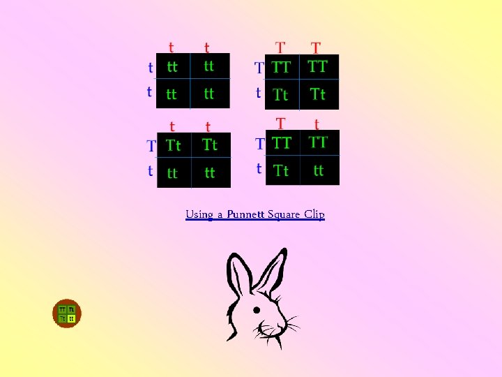 Using a Punnett Square Clip 