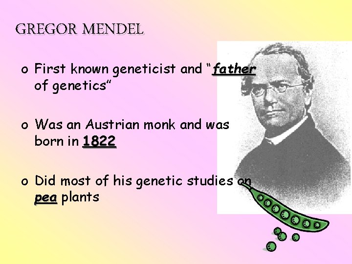 GREGOR MENDEL o First known geneticist and “father of genetics” o Was an Austrian GREGOR MENDEL o First known geneticist and “father of genetics” o Was an Austrian