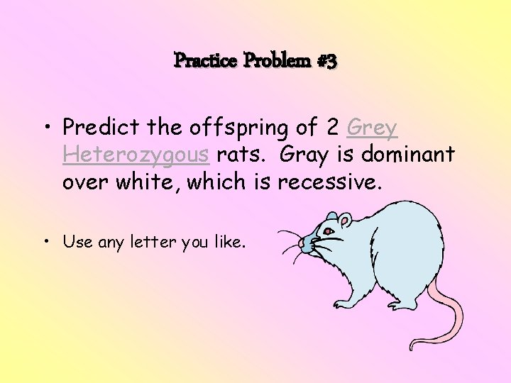 Practice Problem #3 • Predict the offspring of 2 Grey Heterozygous rats. Gray is