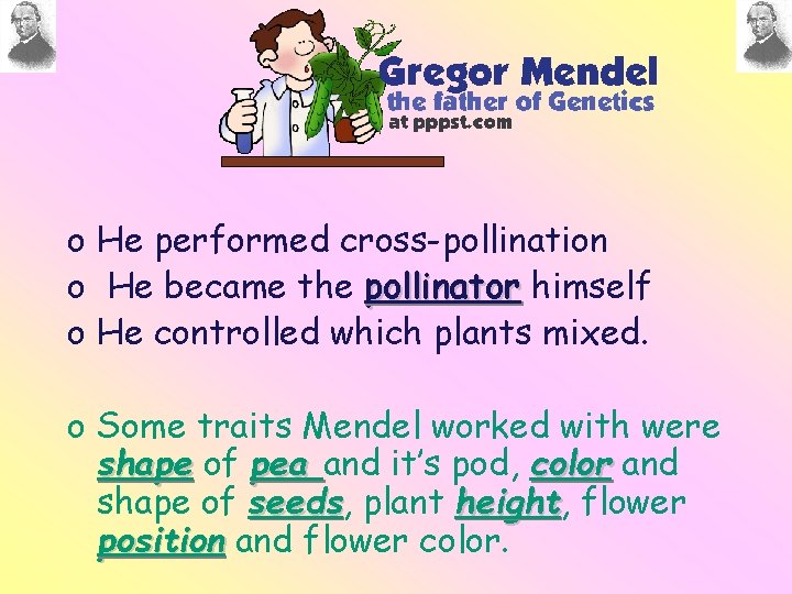 o He performed cross-pollination o He became the pollinator himself o He controlled which o He performed cross-pollination o He became the pollinator himself o He controlled which