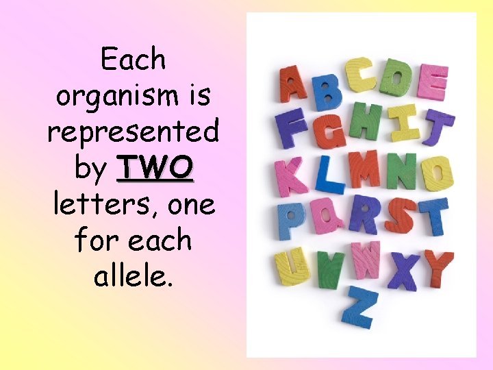 Each organism is represented by TWO letters, one for each allele. Each organism is represented by TWO letters, one for each allele.