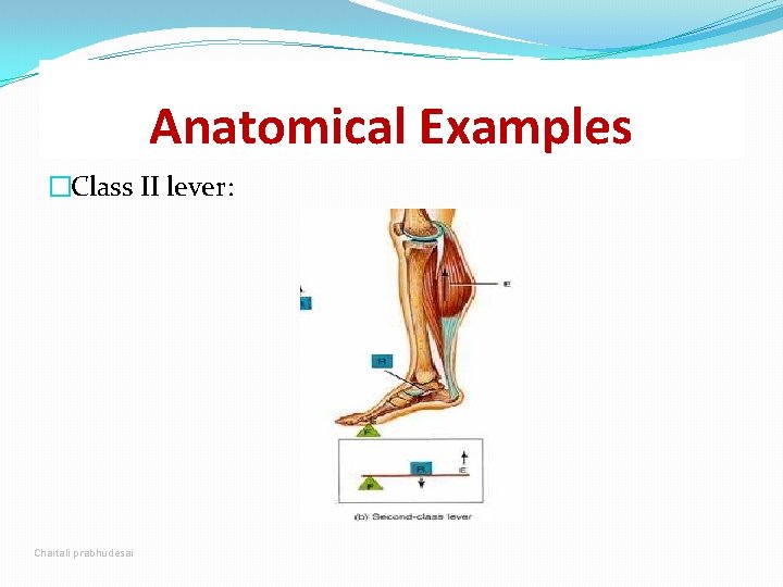 Anatomical Examples �Class II lever: Chaitali prabhudesai 