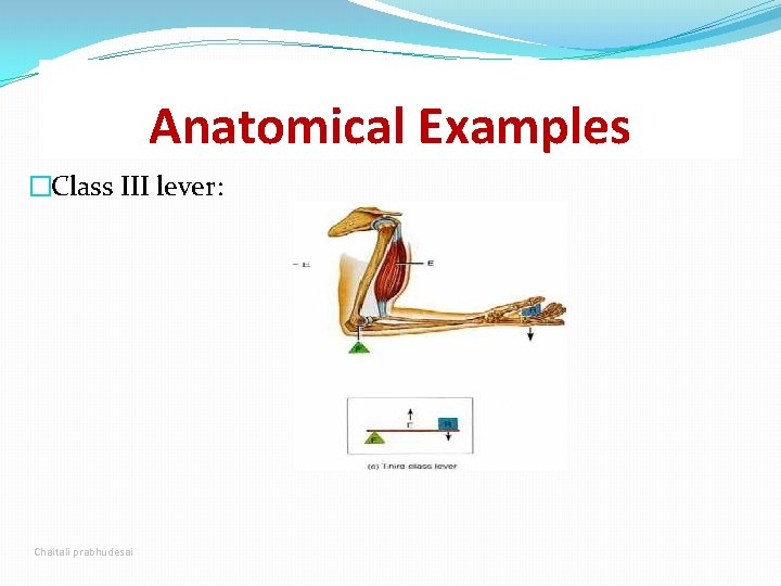 Anatomical Examples �Class III lever: Chaitali prabhudesai 