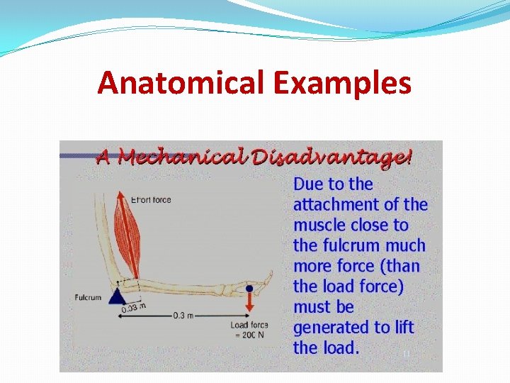 Anatomical Examples 