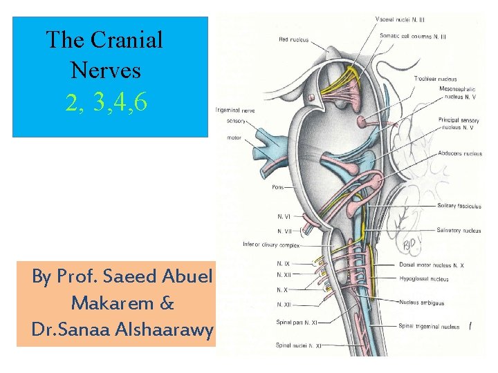 The Cranial Nerves 2, 3, 4, 6 By Prof. Saeed Abuel Makarem & Dr.