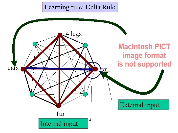 Learning rule: Delta Rule 4 legs ears tail External input fur Internal input Learning rule: Delta Rule 4 legs ears tail External input fur Internal input