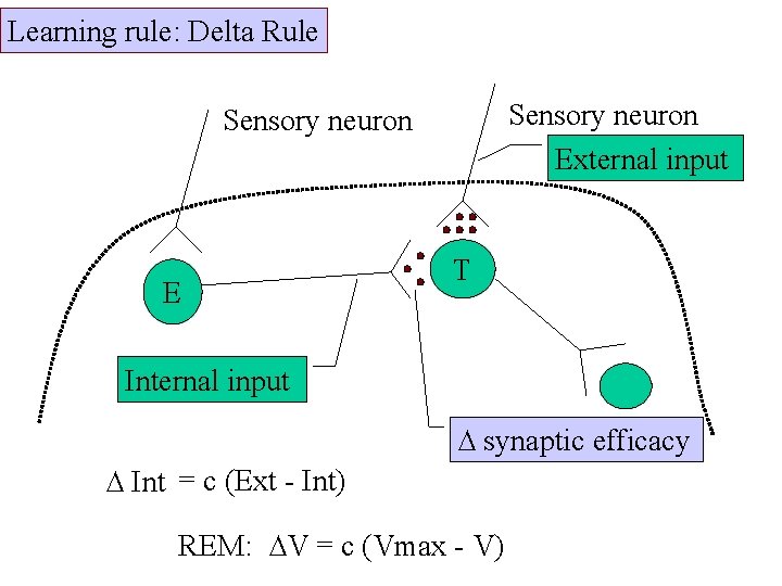 Learning rule: Delta Rule Sensory neuron External input Sensory neuron E T Internal input