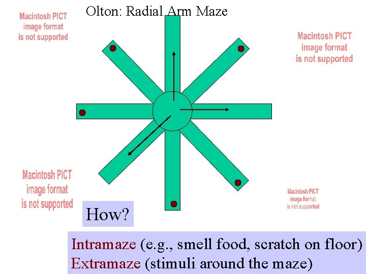 Olton: Radial Arm Maze How? Intramaze (e. g. , smell food, scratch on floor)