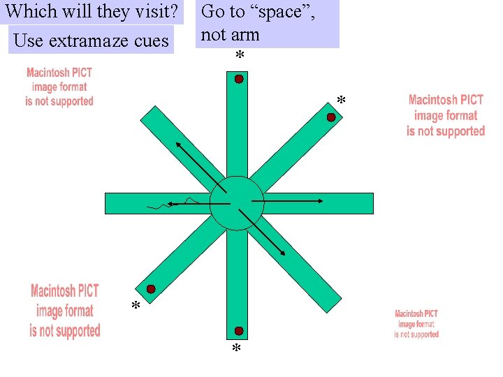 Which will they visit? Use extramaze cues Go to “space”, not arm * *