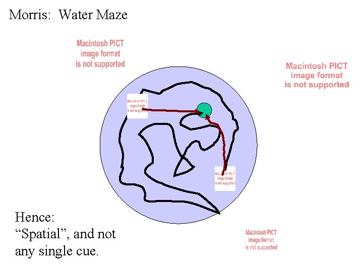 Morris: Water Maze Hence: “Spatial”, and not any single cue. Morris: Water Maze Hence: “Spatial”, and not any single cue.