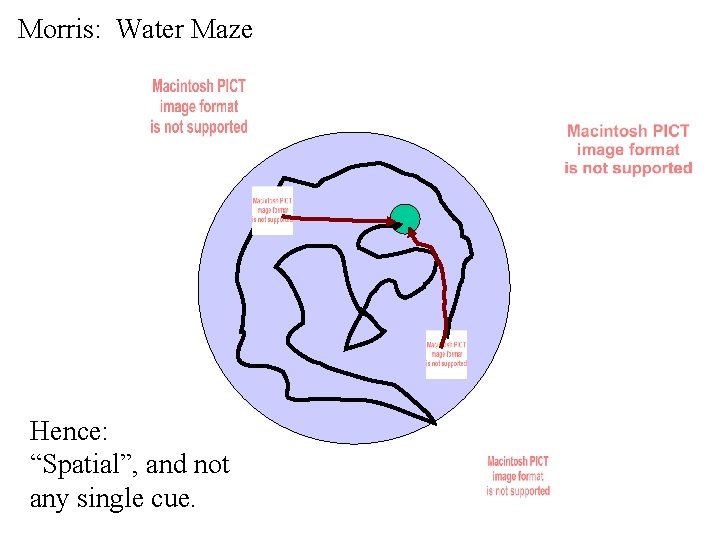 Morris: Water Maze Hence: “Spatial”, and not any single cue. 