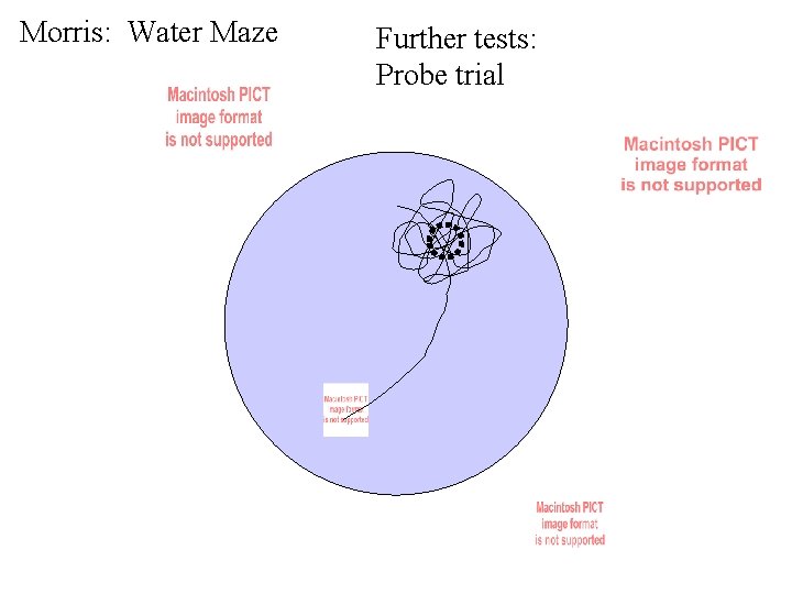 Morris: Water Maze Further tests: Probe trial 