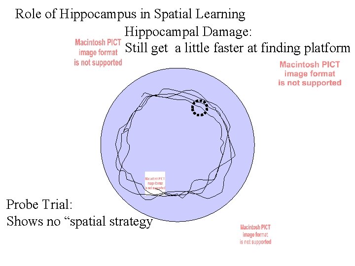 Role of Hippocampus in Spatial Learning Hippocampal Damage: Still get a little faster at Role of Hippocampus in Spatial Learning Hippocampal Damage: Still get a little faster at