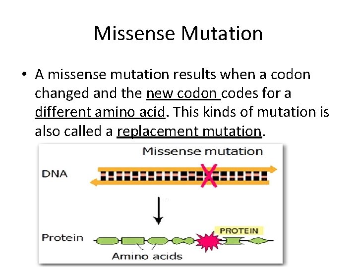 Missense Mutation • A missense mutation results when a codon changed and the new