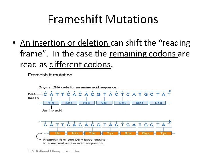 Frameshift Mutations • An insertion or deletion can shift the “reading frame”. In the