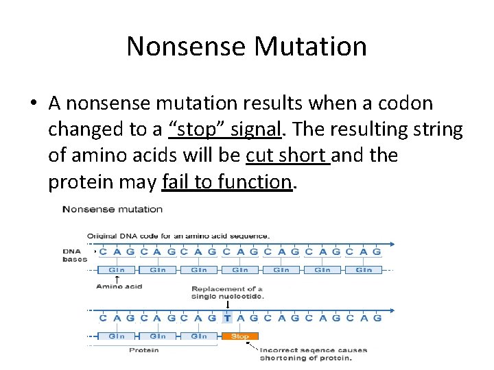 Nonsense Mutation • A nonsense mutation results when a codon changed to a “stop”