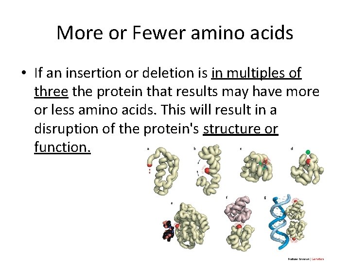 More or Fewer amino acids • If an insertion or deletion is in multiples