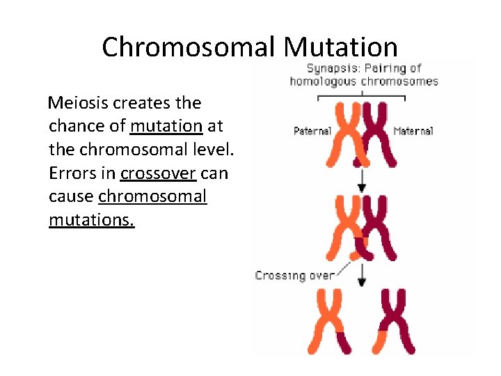Chromosomal Mutation Meiosis creates the chance of mutation at the chromosomal level. Errors in