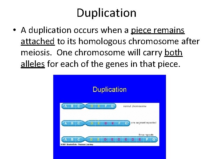 Duplication • A duplication occurs when a piece remains attached to its homologous chromosome