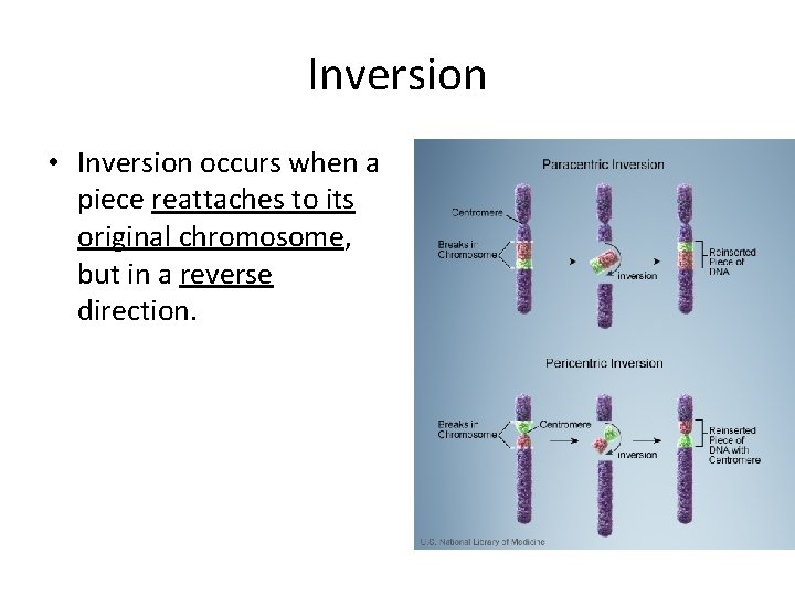 Inversion • Inversion occurs when a piece reattaches to its original chromosome, but in