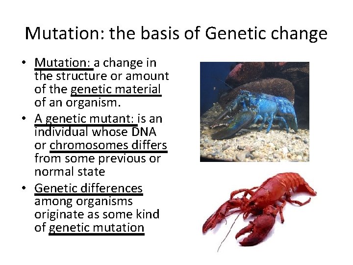 Mutation: the basis of Genetic change • Mutation: a change in the structure or