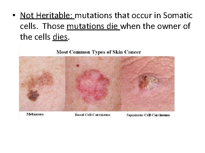  • Not Heritable: mutations that occur in Somatic cells. Those mutations die when