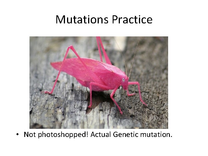 Mutations Practice • Not photoshopped! Actual Genetic mutation. 