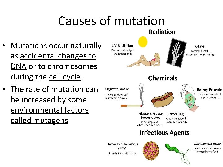 Causes of mutation • Mutations occur naturally as accidental changes to DNA or to