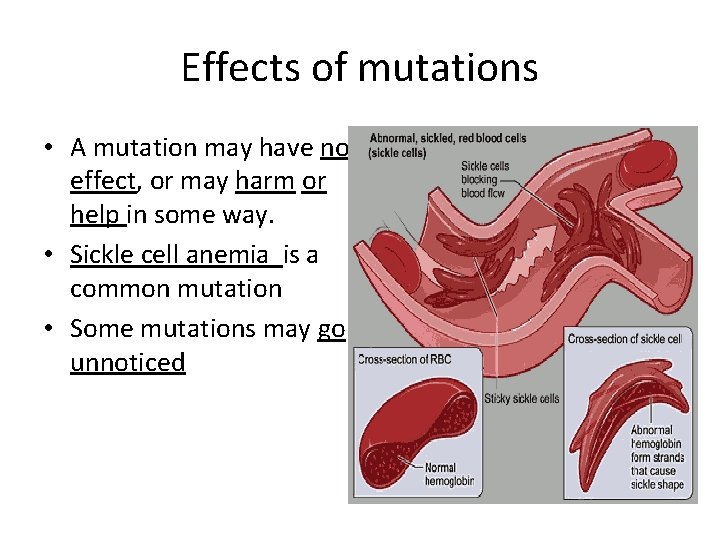 Effects of mutations • A mutation may have no effect, or may harm or