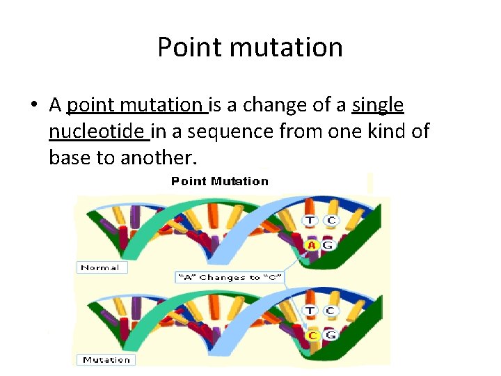 Point mutation • A point mutation is a change of a single nucleotide in