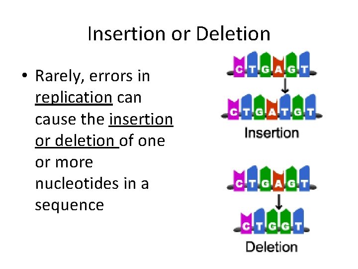 Insertion or Deletion • Rarely, errors in replication cause the insertion or deletion of