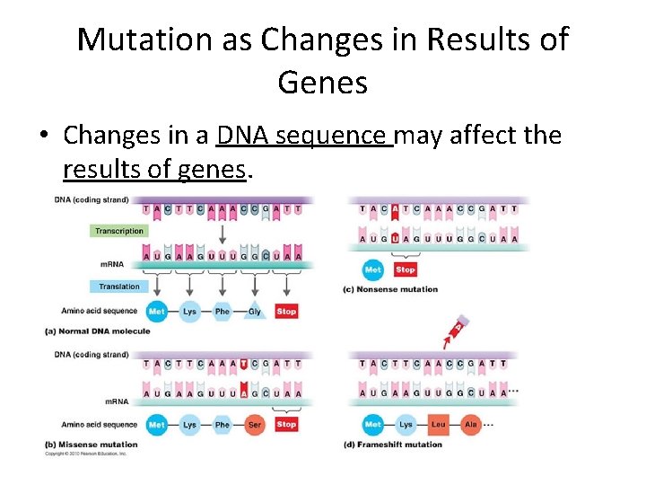 Mutation as Changes in Results of Genes • Changes in a DNA sequence may