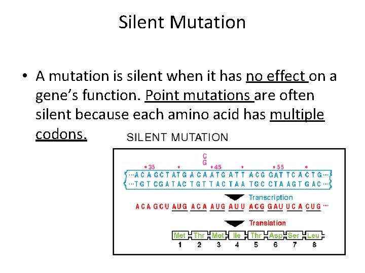 Silent Mutation • A mutation is silent when it has no effect on a