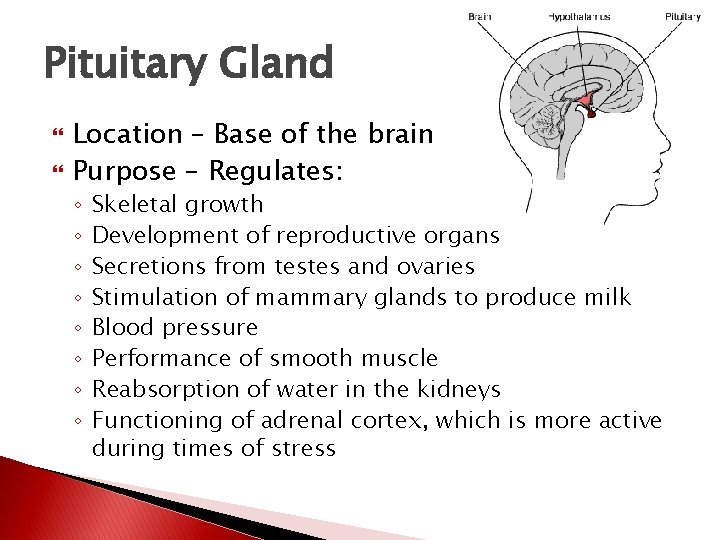 Pituitary Gland Location – Base of the brain Purpose – Regulates: ◦ ◦ ◦ Pituitary Gland Location – Base of the brain Purpose – Regulates: ◦ ◦ ◦