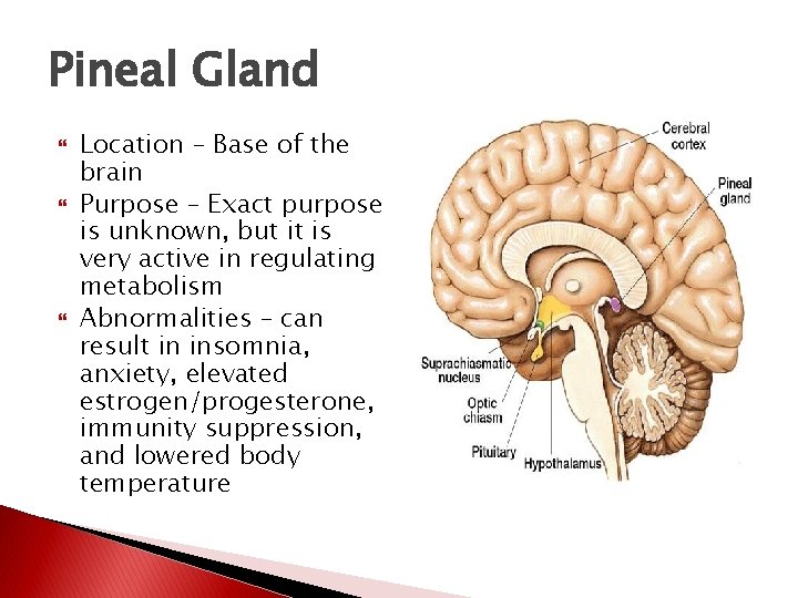 Pineal Gland Location – Base of the brain Purpose – Exact purpose is unknown, Pineal Gland Location – Base of the brain Purpose – Exact purpose is unknown,