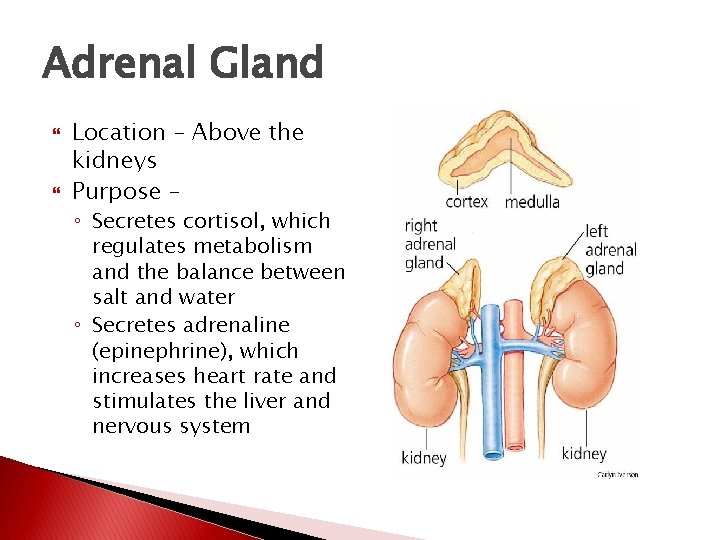 Adrenal Gland Location – Above the kidneys Purpose – ◦ Secretes cortisol, which regulates Adrenal Gland Location – Above the kidneys Purpose – ◦ Secretes cortisol, which regulates