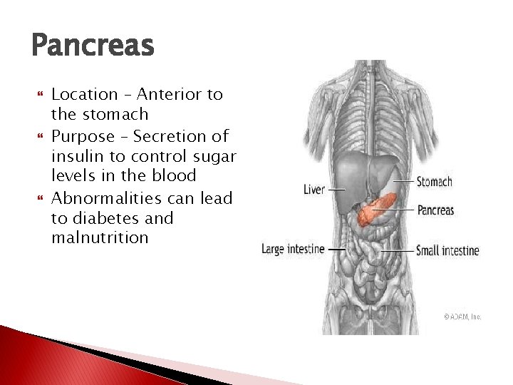 Pancreas Location – Anterior to the stomach Purpose – Secretion of insulin to control Pancreas Location – Anterior to the stomach Purpose – Secretion of insulin to control