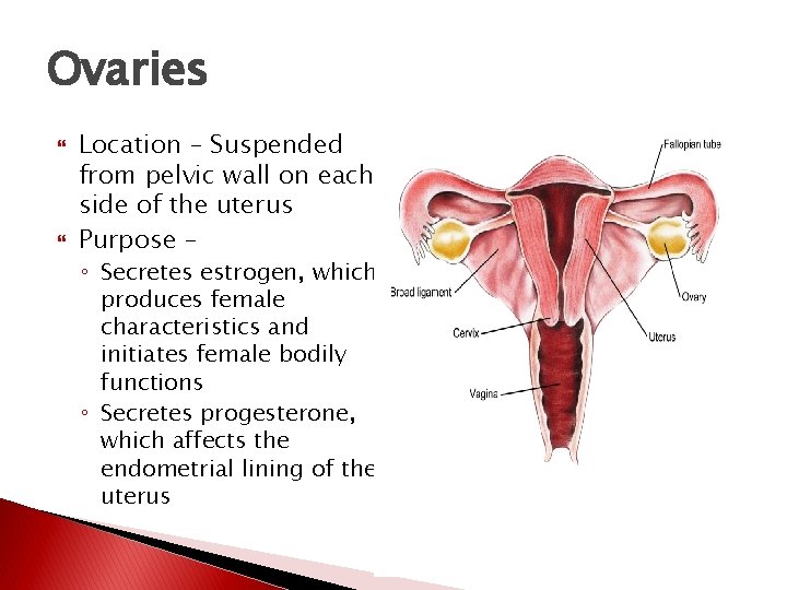Ovaries Location – Suspended from pelvic wall on each side of the uterus Purpose Ovaries Location – Suspended from pelvic wall on each side of the uterus Purpose