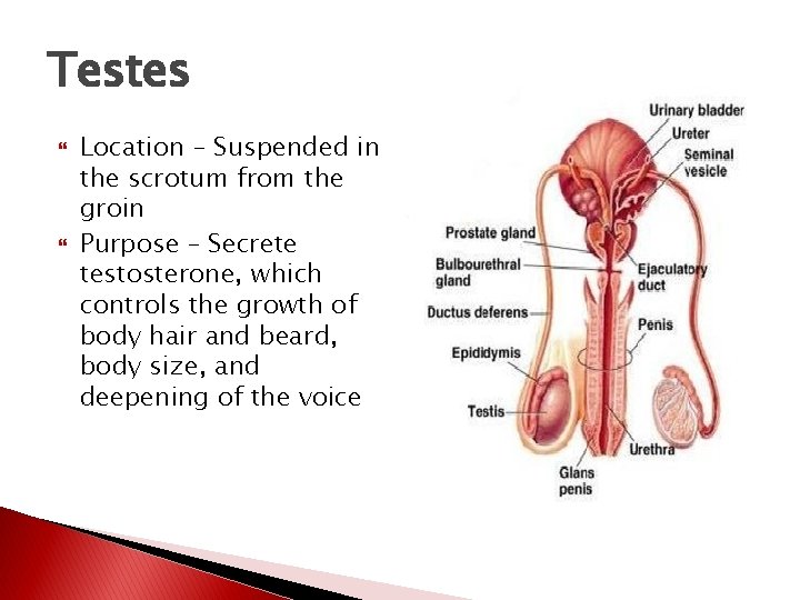Testosterone Location The Endocrine System The Glands That Run the