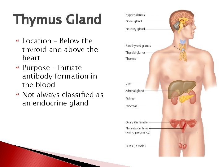 Thymus Gland Location – Below the thyroid and above the heart Purpose – Initiate Thymus Gland Location – Below the thyroid and above the heart Purpose – Initiate
