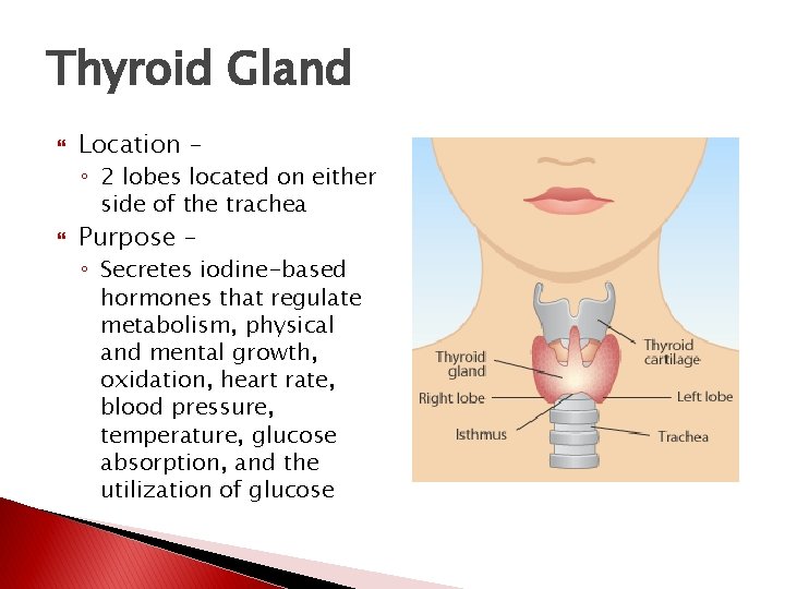 Thyroid Gland Location – ◦ 2 lobes located on either side of the trachea Thyroid Gland Location – ◦ 2 lobes located on either side of the trachea
