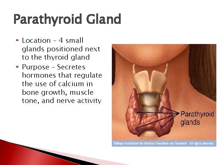 Parathyroid Gland Location – 4 small glands positioned next to the thyroid gland Purpose Parathyroid Gland Location – 4 small glands positioned next to the thyroid gland Purpose
