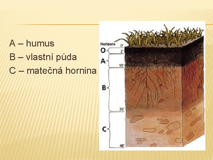 A – humus B – vlastní půda C – matečná hornina A – humus B – vlastní půda C – matečná hornina