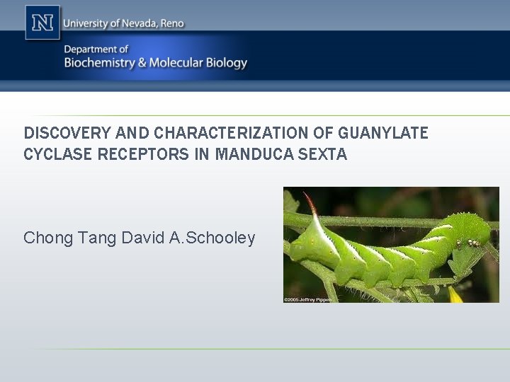 DISCOVERY AND CHARACTERIZATION OF GUANYLATE CYCLASE RECEPTORS IN MANDUCA SEXTA Chong Tang David A.