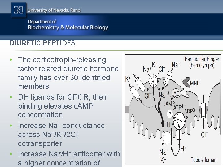 DIURETIC PEPTIDES • The corticotropin-releasing factor related diuretic hormone family has over 30 identified