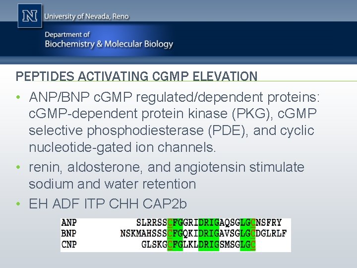 PEPTIDES ACTIVATING CGMP ELEVATION • ANP/BNP c. GMP regulated/dependent proteins: c. GMP-dependent protein kinase