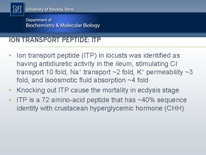 ION TRANSPORT PEPTIDE: ITP • Ion transport peptide (ITP) in locusts was identified as