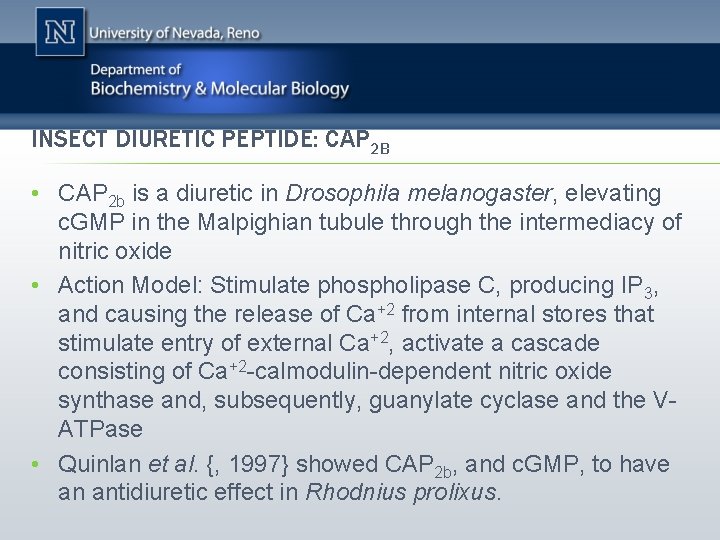 INSECT DIURETIC PEPTIDE: CAP 2 B • CAP 2 b is a diuretic in