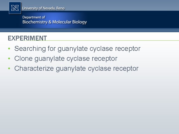EXPERIMENT • Searching for guanylate cyclase receptor • Clone guanylate cyclase receptor • Characterize